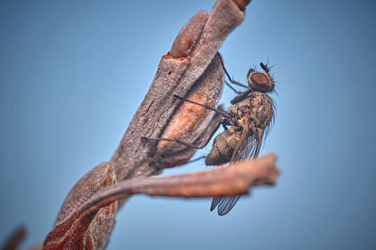Blumenfliege ( Anthomyiidae sp. )