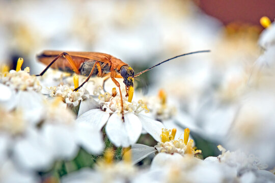 Echter Schenkelk&auml;fer ( Oedemera podagrariae ).