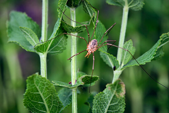 Hornweberknecht ( Phalangium opilio ).