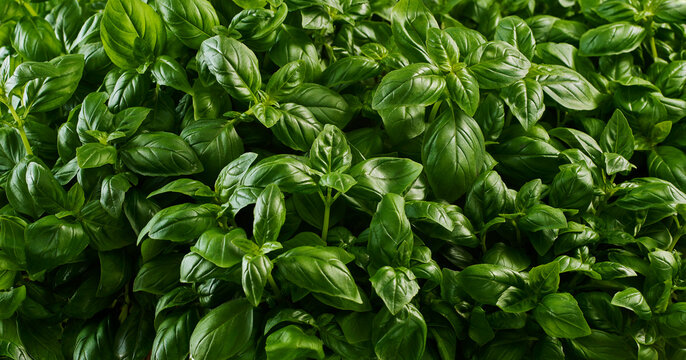 Basil