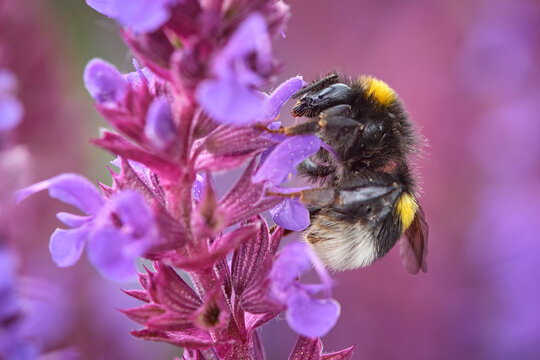 Dunkle Erdhummel ( Bombus terrestris ).