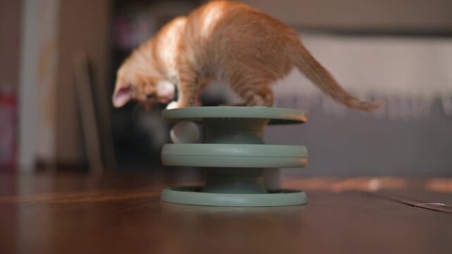 An orange kitten navigates a colored cat toy structure in a cozy indoor space. The playful young feline interacts with the toy, showcasing curiosity and energy