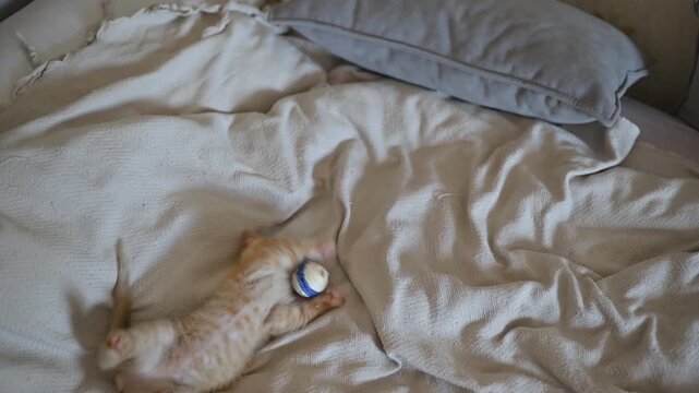 A small orange cat explores a ball on a soft bed, showing curiosity and playfulness. The cat interacts with the ball by pouncing and rolling, creating an engaging display of its actions