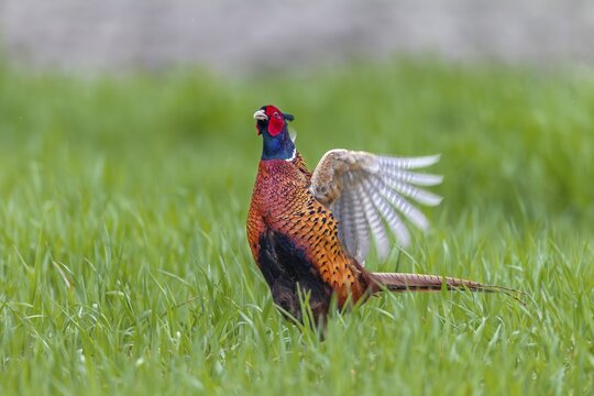 The pheasant cock (Phasianus colchicus) presents the mating ritual in an upright posture and rapid wing beats, mating season, mating dress, mating season, mating ritual, April, Germany
