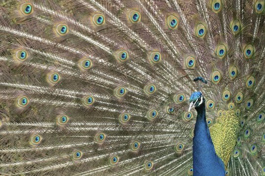 Indian peafowl or Peacock (Pavo cristatus) adult male bird displaying showing its tail feathers, England, United Kingdom