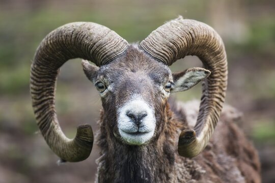 European mouflon (Ovis orientalis musimon), captive, Saarland, Germany