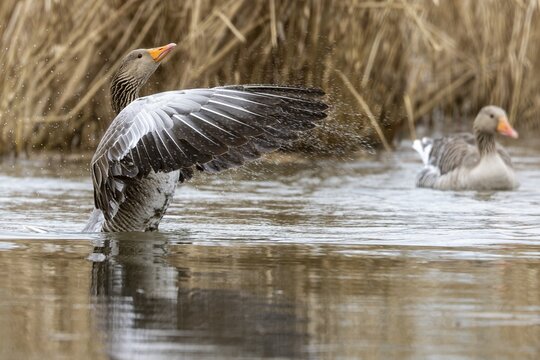 Greylag goose (Anser anser) flaps its wings, wildlife, Germany