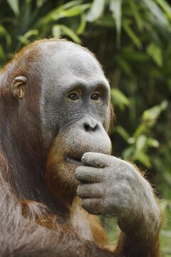 Bornean orangutan (Pongo pygmaeus), captive, occurring on Borneo