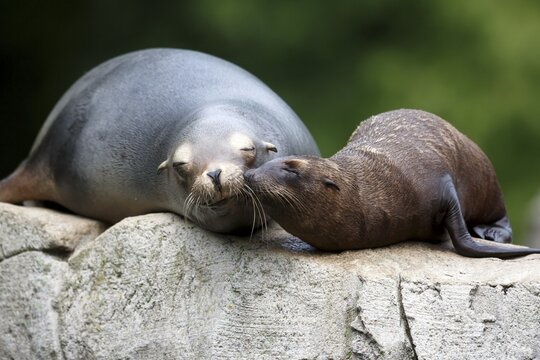 California sea lion (Zalophus californianus), An adult sea lion and a juvenile showing love and bonding while cuddling on a rock