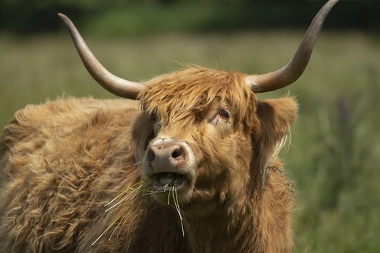 Highland cow or cattle (Bos taurus taurus) adult farm animal feeding or grazing on grass, England, United Kingdom