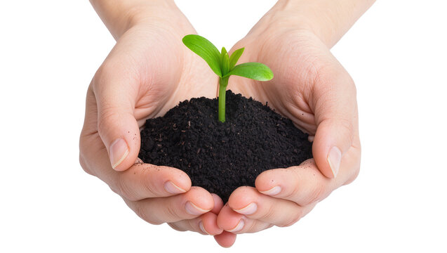 Hands holding soil with young green plant sprout