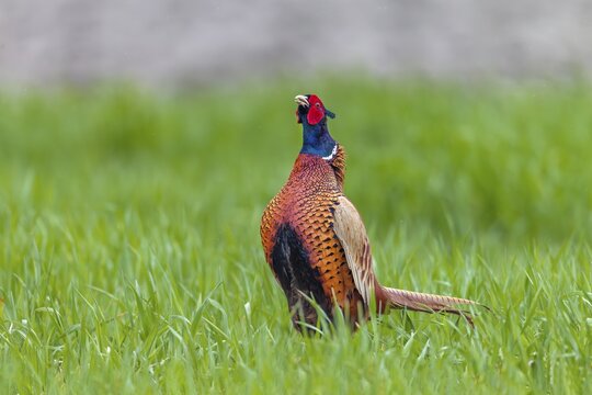 The pheasant cock (Phasianus colchicus) begins its mating ritual with its head held upright, mating season, mating dress, mating season, mating ritual, April, Germany