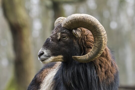 European mouflon (Ovis orientalis musimon), portrait, Vulkaneifel, Eifel, Rhineland-Palatinate, Germany