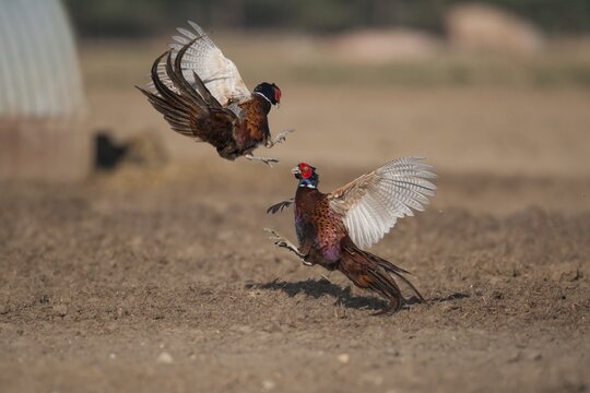 Common pheasant (Phasianus colchicus) two adult male game cock birds fighting in a pig farm field, Suffolk, England, United Kingdom