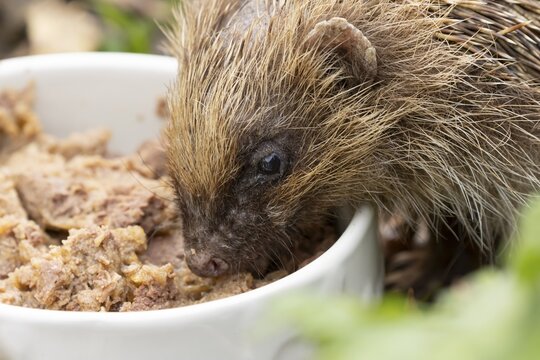 European hedgehog (Erinaceus europaeus) adult animal feeding on food from a bowl in a garden, England, United Kingdom