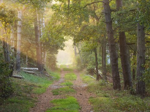 Hiking trail through light-flooded mixed forest on Kleiner Fallstein, sun rays breaking through morning fog, Osterwieck, Saxony-Anhalt, Germany