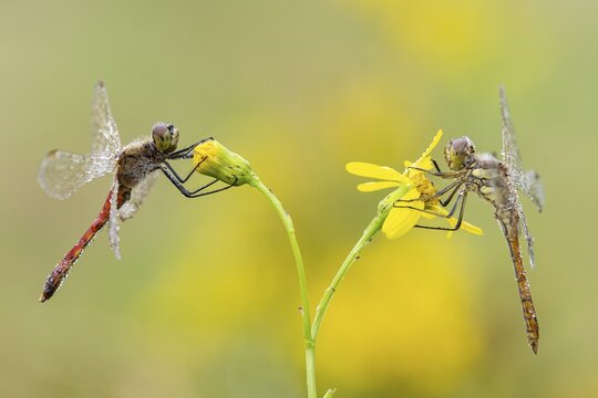 Marsh dragonfly (Sympetrum depressiusculum), Ahlhorn, Lower Saxony, Germany