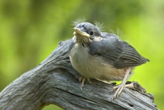Young Eurasian Nuthatch (Sitta europaea), Schwaz, Tyrol, Austria, Europe