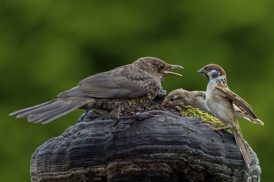 A small disagreement between a young blackbird (Turdus merula) and an adult tree sparrow (Passer montanus), aggression, argument, anger, fight, confrontation, encounter, June, Germany