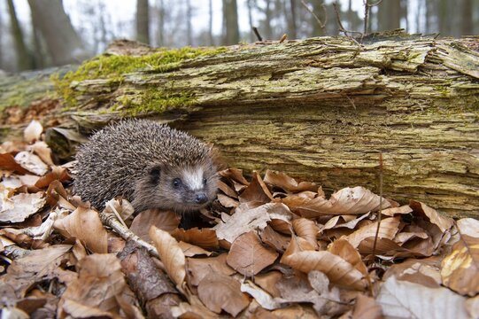 Hedgehog (Erinaceidae) on the forest floor looking for winter quarters, Cloppenburg, Lower Saxony, Germany
