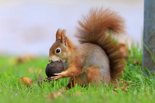 Squirrel trying to shut up a big nut, squirrel (Sciurus vulgaris), wildlife, Germany