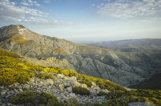 Gorse in the Gredos Mountains, &Aacute;vila, Spain