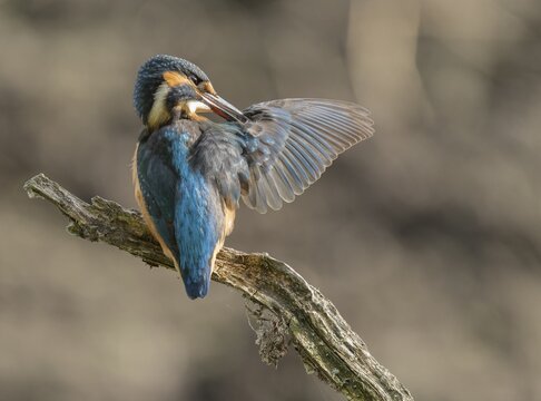 Kingfisher (Alcedo atthis) sitting on an old branch, perch with outstretched wings during plumage care, Lower Saxony, Germany