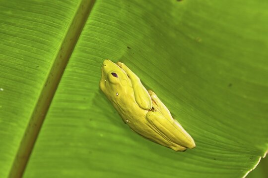 Frog under Heliconia leaf in rainforest, Braulio Carrillo National Park, Costa Rica, Central America