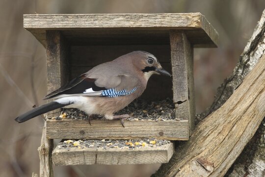 Eurasian jay (Garrulus glandarius) at winter feeding in the forest, Allg&auml;u, Bavaria, Germany, Allg&auml;u, Bavaria, Germany