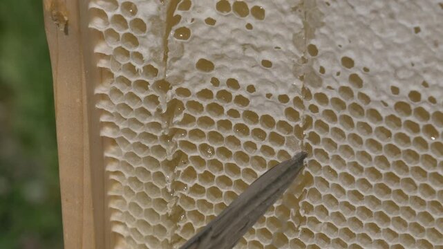 White European woman with honey frame from hive, fresh organic private apiary honeycombs.