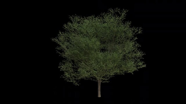 Hornbeam Tree Swaying in Wind Loop Animation with Alpha Channel. Wind Blows The European Hornbeam Tree. Carpinus Betulus Tree Leaves Swaying. Tree Branches Moving in Breeze. Transparent BG. Loop Anima