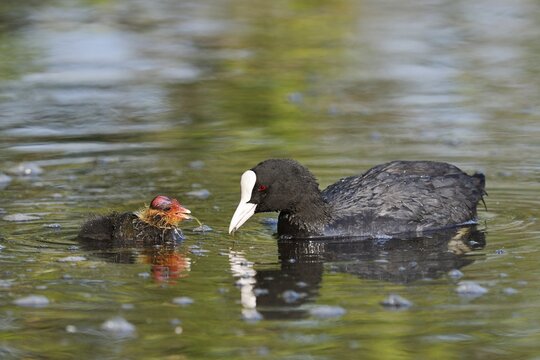 Eurasian Coot (Fulica atra) feeding chicks, North Rhine-Westphalia, Germany