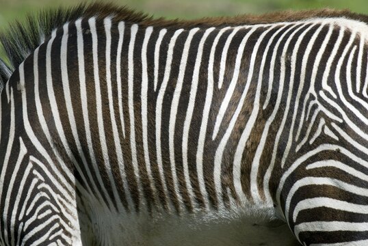 Grevy&acute;s Zebra (Equus grevyi), Salzburg Zoo, Austria, Europe
