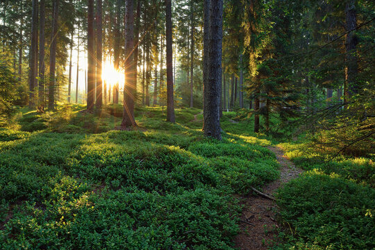 Italy, Trentino, Sun with sunbeams in forest at sunrise