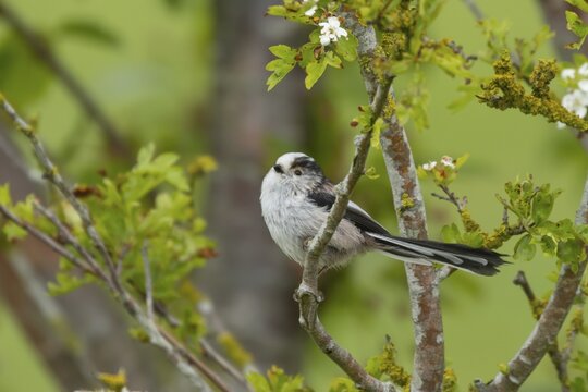 Long tailed tit (Aegithalos caudatus) adult bird in a Hawthorn hedgerow in the spring, Suffolk, England, United Kingdom
