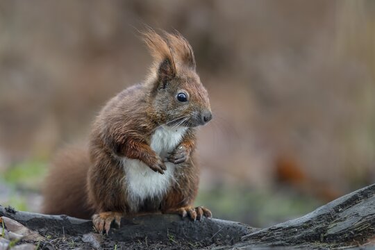 Feeding grounds set up by hunters are not only popular with wild boar, you can clearly see the daily rations on this chubby squirrel (Sciurus vulgaris), food, sweet, cute, December, Germany