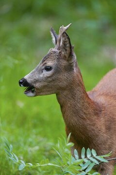 Roe deer (Capreolus capreolus), roebuck eating leaves of a rowan, mountain ash (Sorbus aucuparia), Germany