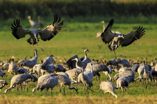 A flock of cranes rest in a meadow while two more land, Crane (Grus grus) wildlife, Western Pomerania Lagoon Area National Park, Zingst, Mecklenburg-Western Pomerania, Germany