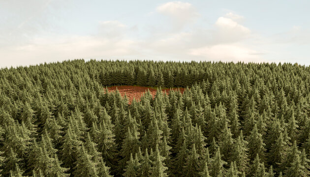 Aerial view of a heart shaped forest clearing symbolizing love