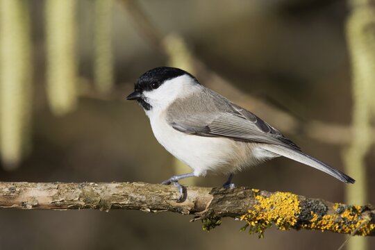 Marsh tit (Parus palustris) standing on a branch with yellow moss in a near-natural environment, Baden-W&uuml;rttemberg, Germany