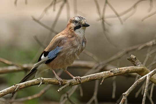 Eurasian Jay (Garrulus glandarius), animal portrait, wildlife, Germany