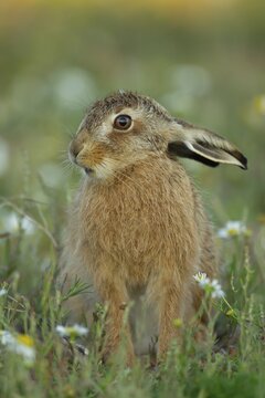 European brown hare (Lepus europaeus) juvenile leveret in grassland with wildflowers in summer, England, United Kingdom