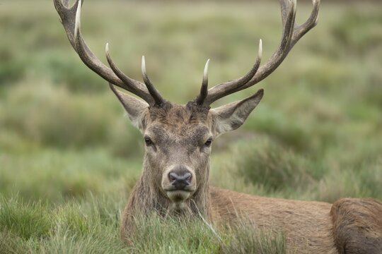 Red deer (Cervus elaphus) adult male stag sitting in grassland, England, United Kingdom