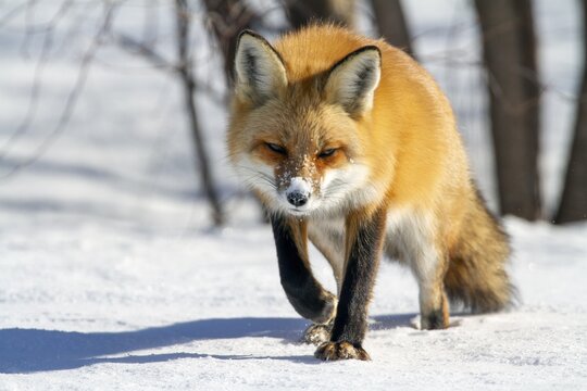 Red fox (vulpes vulpes), Fox walking on snow and spotting a prey, Fox ready to pounce, Close-up, Province of Quebec, Canada, North America