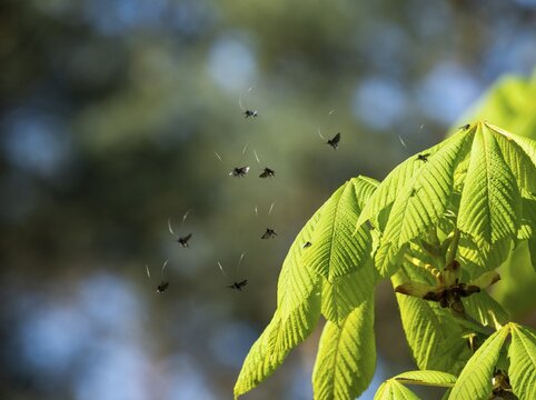 Green longhorn (Adela reaumurella) at nuptial flight, Lower Saxony, Germany