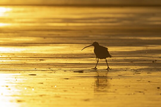 Eurasian curlew (Numenius arquata) silhouette of an adult wading bird on a beach at sunset, England, United Kingdom