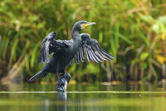 Cormorant shakes off drops and spreads wings over water, cormorant, (Phalacrocorax carbo), wildlife, Germany