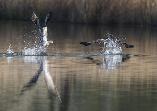 Greylag geese (Anser anser), greylag goose chasing away rivals on a pond, Thuringia, Germany