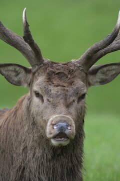 Red deer (Cervus elaphus) adult male stag performing the fleishman behaviour during the rutting season, Surrey, England, United Kingdom