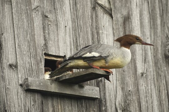 Goosander (Mergus merganser) female at the breeding den in a field barn, a few seconds in front of jumping into the deep, Allg&auml;u, Bavaria, Germany, Allg&auml;u, Bavaria, Germany
